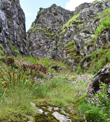 Harter Fell montane plants, RSPB Haweswater, Lake District National Park, Cumbria Photo credit: David Morris