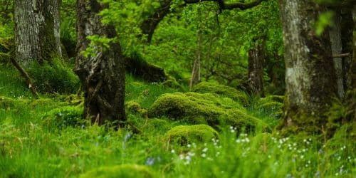 Lush, green temperate rainforest at Wild Haweswater
