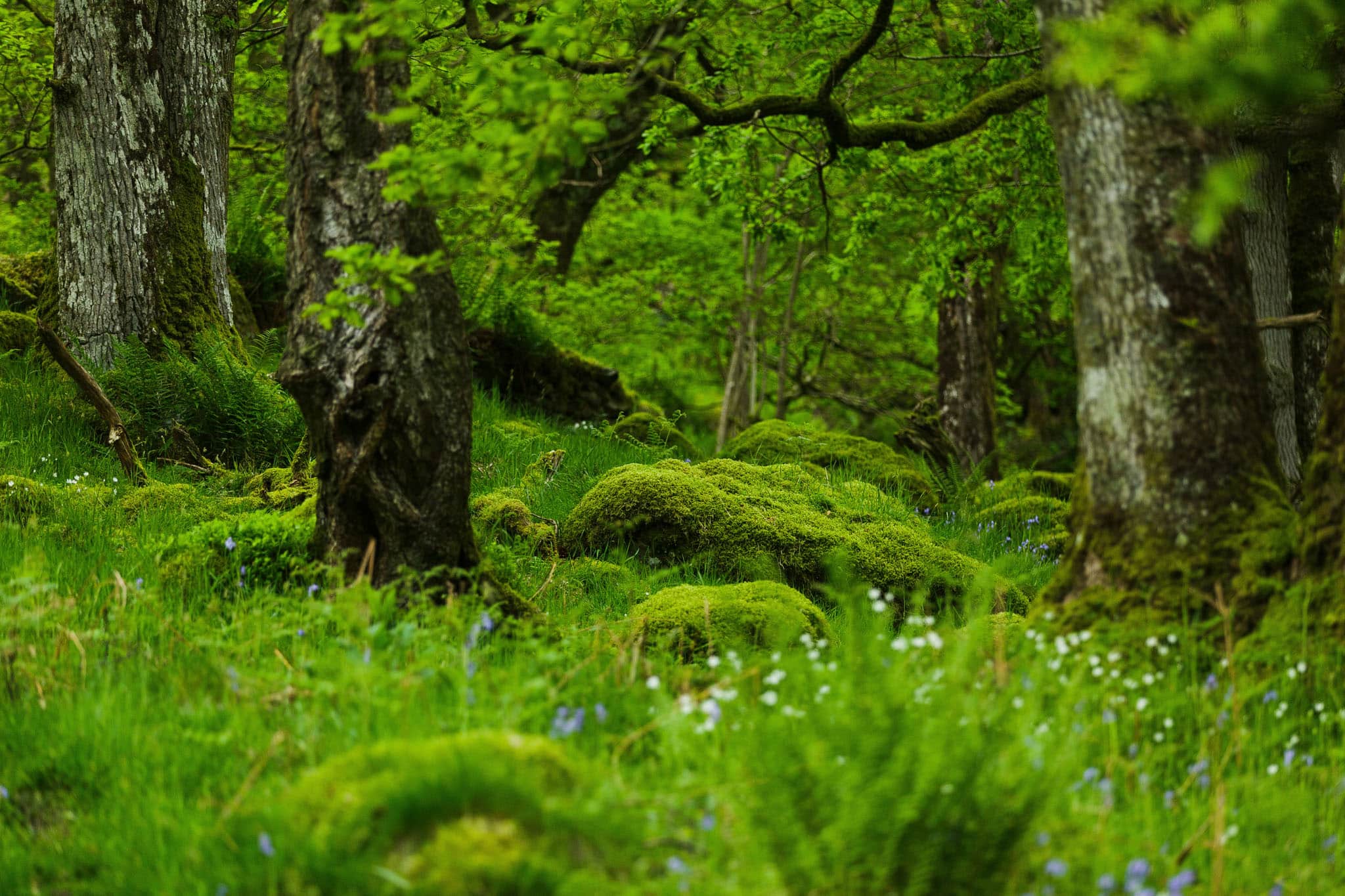 Lush, green temperate rainforest at Wild Haweswater