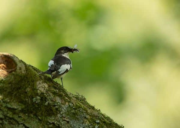 Temperate rainforests support rare species such as Pied Flycatcher Credit: RSPB-images