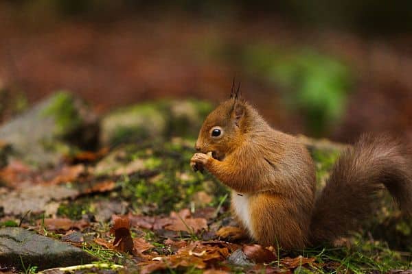 Temperate rainforests support native Red Squirrels in Cumbria