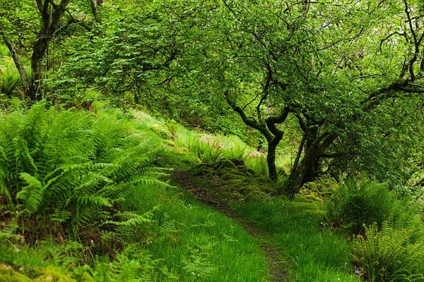 Naddle Forest at Wild Haweswater is one of the largest remaining temperate rainforests in Cumbria